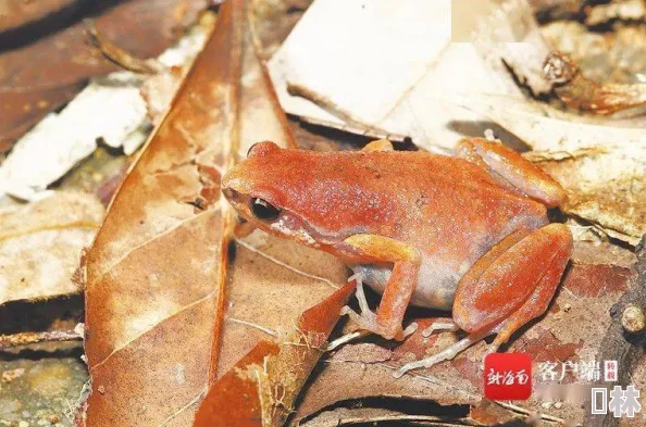 一个释放蝌蚪的网站：助力生态保护与生物多样性恢复的新平台逐渐受到关注和参与