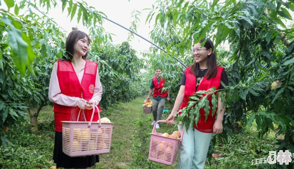 水蜜桃一二三区迎来丰收季，农民们忙碌采摘，市场需求激增，预计今年产量将创历史新高！