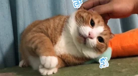 重生细胞：揭秘玛莉亚专属萌宠——猫咪的获取全攻略与步骤详解